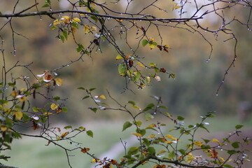 autumn in the park
