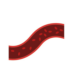 Normal blood vein artery. Blood  circulation in vessel. Vector illustration.