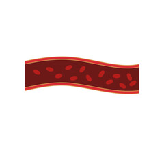 Normal blood vein artery. Blood  circulation in vessel. Vector illustration.