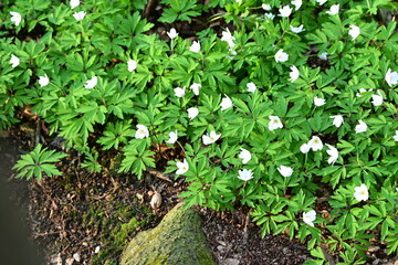 A close-up of delicate white wood anemones (Anemone nemorosa) blooming in a lush green forest. The...