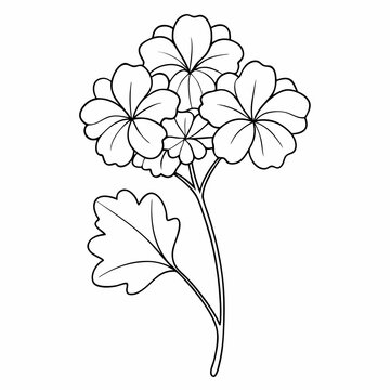 recommend clip art: Geranium Flower Plant Outline Coloring Book Page