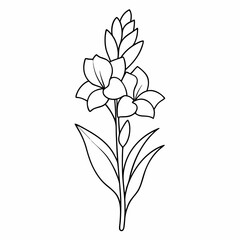 Obraz premium Gladiolus Flower Plant Outline Coloring Book Page