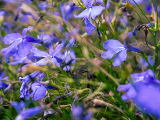 Macro photography of bright colors filled with rich shades that emphasize their beauty and the...