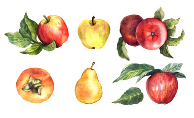 Watercolor hand painted fruits set