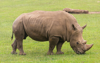 Rhino in the grass