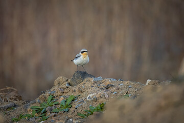 A male northern wheatear stands on the ground perpendicular to the camera lens on a cloudy spring evening with grey background with copyspace.
