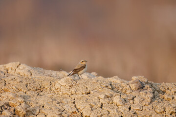 A female northern wheatear stands on the soil perpendicular to the camera lens on a sunny spring evening with beige background with copyspace.