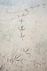 Traces of birds in the sand on the beach,