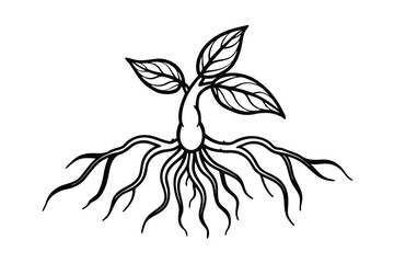 black and white panax ginseng plant with roots and leaves