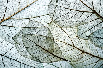 Obraz premium Abstract Gray Leaf Vein Background – Natural Plant Texture
