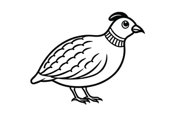 quail isolated on white background