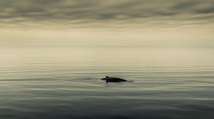 Fototapeta premium Dolphin playing in calm waters ocean wildlife photography serene landscape wide view nature's tranquility