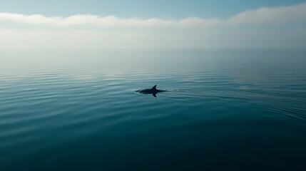 Obraz premium Dolphin swimming in tranquil ocean waters marine environment aerial view wildlife behavior