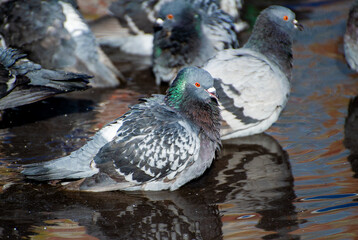 pigeons in a puddle that reflects the colors and pigeons themselves