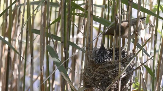 A reed warbler (Acrocephalus scirpaceus) feeds a common cuckoo (Cuculus canorus) chick in a reed bed.