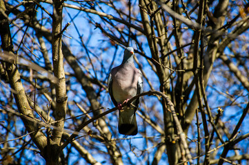 pigeon on a branch against a blue sky