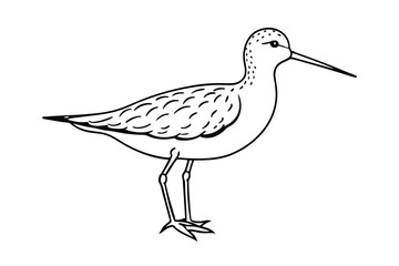 vector illustration of a bird
