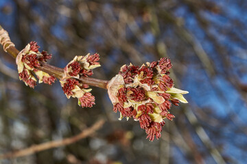 The ash-leaved maple blooms, or American maple (lat. Acer negundo), inflorescences dissolve. Spring.