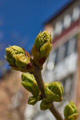 Lilac buds are blooming. Lilac buds (Latin Syringa vulgaris) in the rays of the spring sun. Spring.