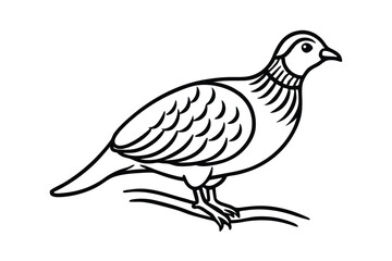 Fototapeta premium partridge-bird