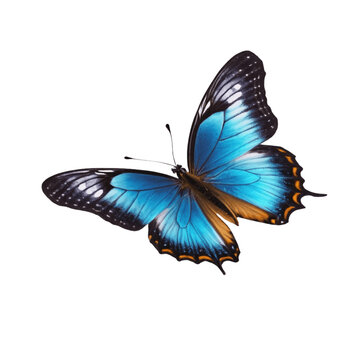 Butterfly flying isolated on transparent background, png