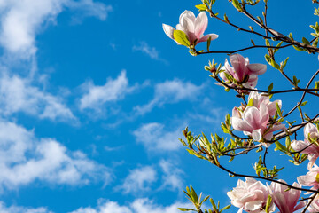 Spring flowers spreading happiness and joy.