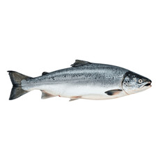 Naklejka premium salmon fish isolated on transparent background, png