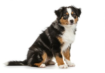Fototapeta premium Realistic australian shepherd puppy tri-color