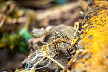 Crab on the beach runs along the pier. Exotic animals in resort places. The concept of a beach holiday in the tropics.