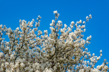 Spring flowers spreading happiness and joy.
