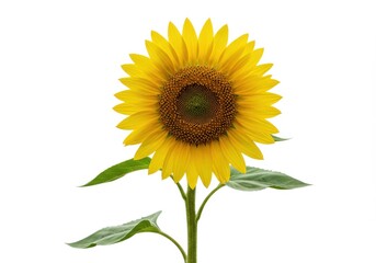 Obraz premium Sunflower single stem vibrant yellow