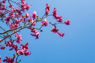 Spring flowers spreading happiness and joy.