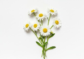 Fototapeta premium White daisy flowers delicate petals