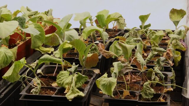Super time lapse and close up of white cabbage transplants slowly withering from lack of water. Plants had insufficient light and grow tall unusable for gardening
