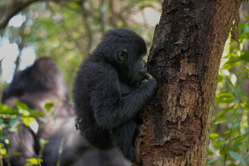 Uganda Mountain Gorilla 