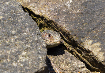 A green lizard Lacerta viridis sticking its head out of a crevice between rocks