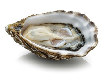Oyster half shell glistening seafood