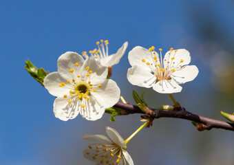 Close-up of a twig with white plum flowers