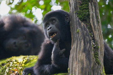 Uganda Mountain Gorilla 