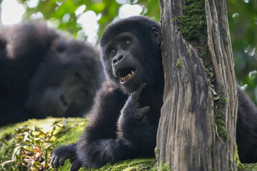Uganda Mountain Gorilla 