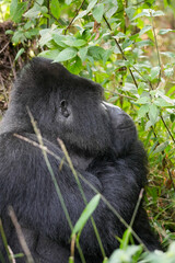 Uganda Mountain Gorilla 
