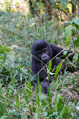 Uganda Mountain Gorilla 