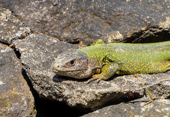 A lizard Lacerta viridis basking in the sun on rocks