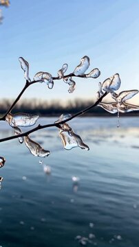 Branches covered in transparent ice melting in harsh spring light, lake in the background