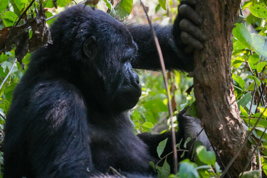 Uganda Mountain Gorilla 