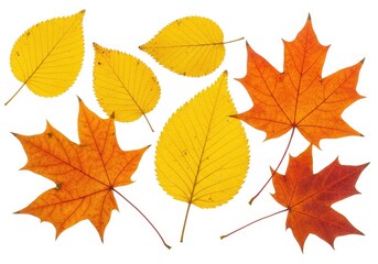 Autumn leaves vibrant fall colors