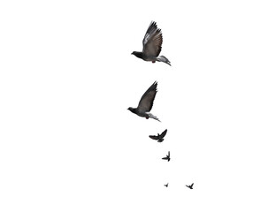 flying birds formation of pigeons many  isolated for backgound