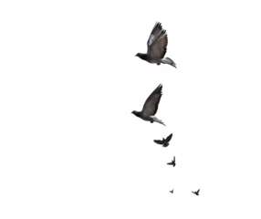flying birds formation of pigeons many  isolated for backgound