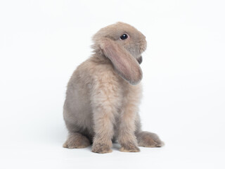 Grey cute holland lop rabbit standing isolated on white background. Lovely action of holland lop rabbit.