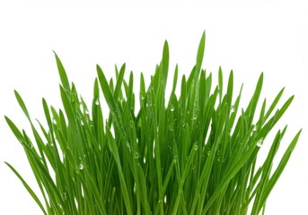 Fototapeta premium Fresh green grass vibrant lawn